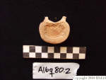 L_V20d5066 A16q80.2 R827 lR ta thoracic vertebra in q-lot.JPG L_V20d5066 A16q80.2 R827 lR ta thoracic vertebra in q-lot